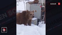 Hakkari'de kış uykusuna yatmayan ayı şantiyeye girdi