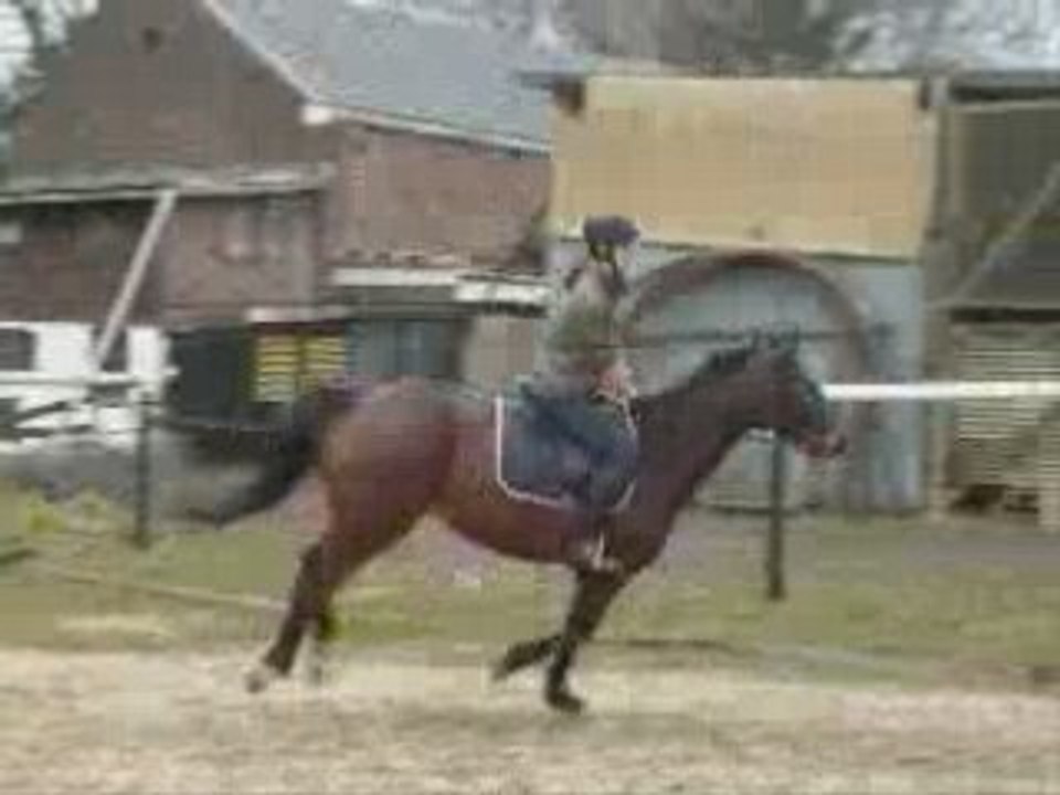 Petite séance d'obstacle en vidéos