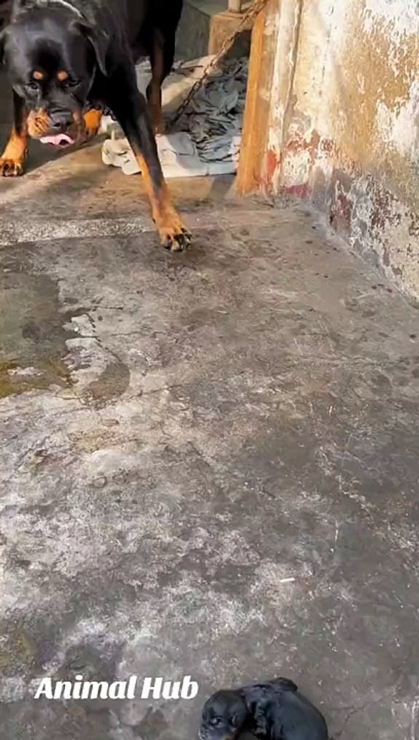 ⁣Dog videos for dog lovers...