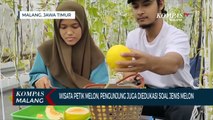 Seru! Yang Baru di Malang, Wisata Petik Buah Melon