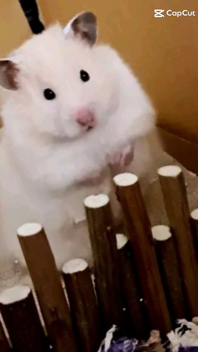 Hamster
