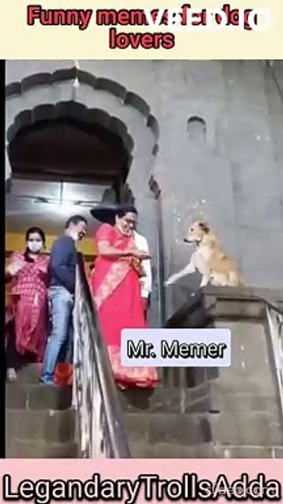 Funny Memes for Dog Lovers | Human Vs Dog | Joys for dogs Vs sorrows for humans | Funny Shorts #LegandaryTrollsAdda