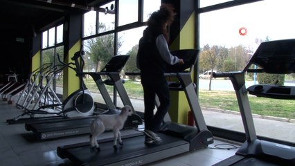 Bu kuzu koşu bandında yürüyüp, spor yapıyor!