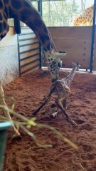 nascimento girafa, badoca