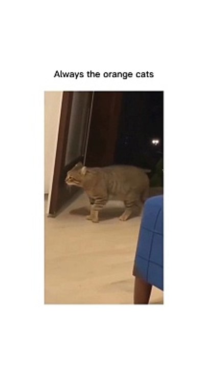 “cutecats” #funny #funnyvideo #funnyanimals #funnyshorts #cat #cutecat #funnycats