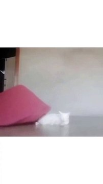 “cutecats” #funny #funnyvideo #funnyanimals #funnyshorts #cat #cutecat #funnycats