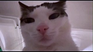 funny and cute cats #shortvideo #shorts