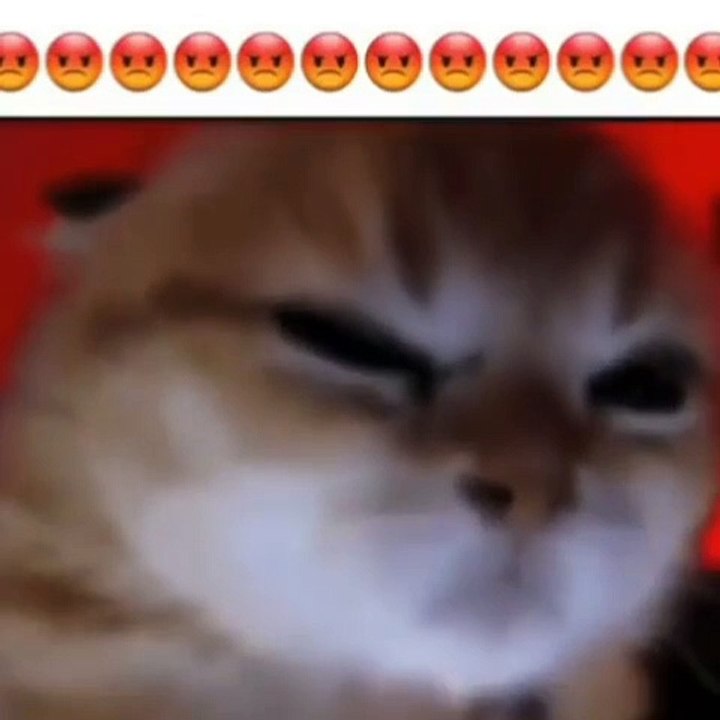 funny and cute cats #shortvideo #shorts