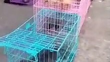 Puppies