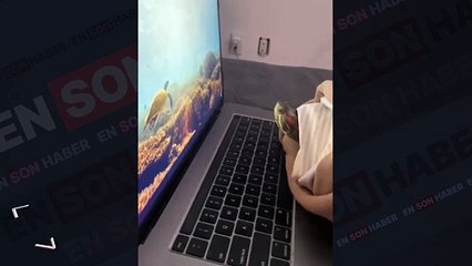 Hiç karşılaşmadığı köpek balığından korkan kaplumbağa