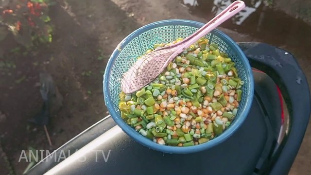 Cara memberi pakan ayam agar tumbuh cepat besar dan sehat!