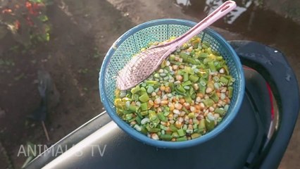 Cara memberi pakan ayam agar tumbuh cepat besar dan sehat!