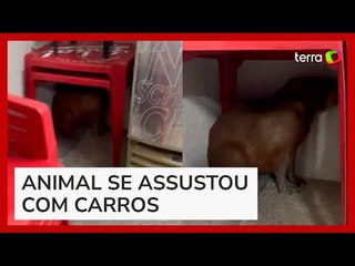 Capivara se assusta com movimento de carros e se esconde embaixo de mesa de bar em MG
