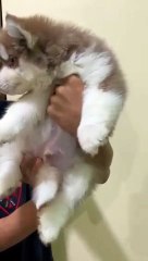 Our Baby Husky
