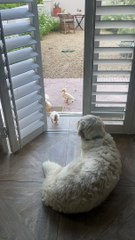 World's Worst Guard Dog