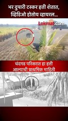भर दुपारी टस्कर हत्ती शेतात, व्हिडिओ होतोय व्हायरल...