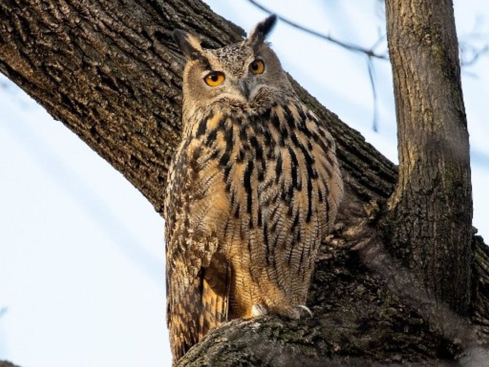 New yorker uhu "flaco" nach gebäude-kollision tot