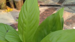 Golden Peace Lily - Repotting