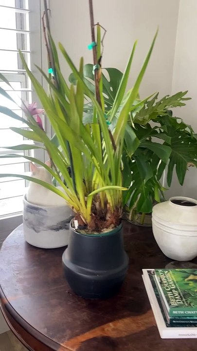 Germes de chat provenant d'un pot de fleurs