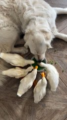 Les canetons partagent des pois avec un Golden Retriever