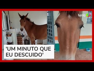 Mulher viraliza ao flagrar mula comendo manga dentro da cozinha de casa