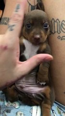 Caresser le ventre d'un chiot saucisse