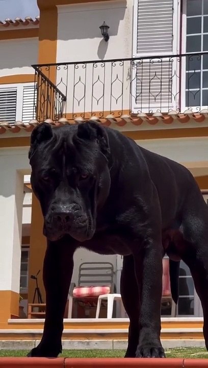 cane corso