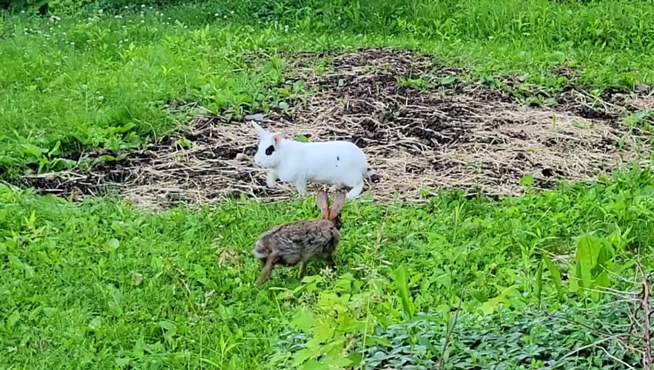 Pet Rabbit Meets Wild Rabbit