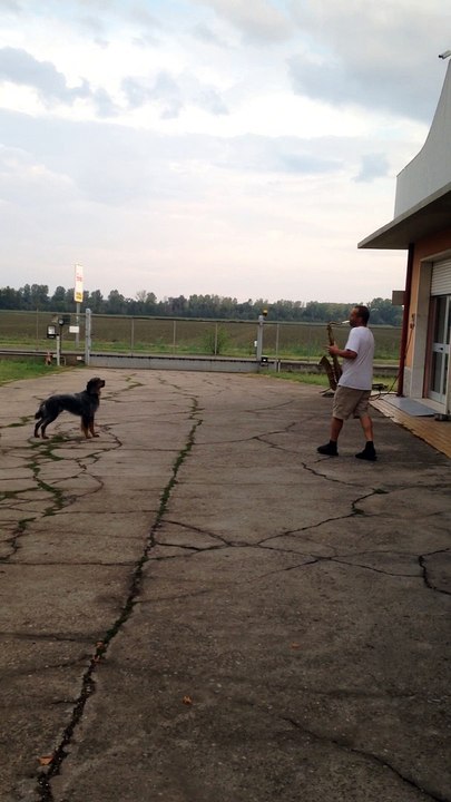Il mio cagnone Dobby che abbaia mentre suona Atti