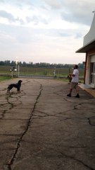 Il mio cagnone Dobby che abbaia mentre suona Atti