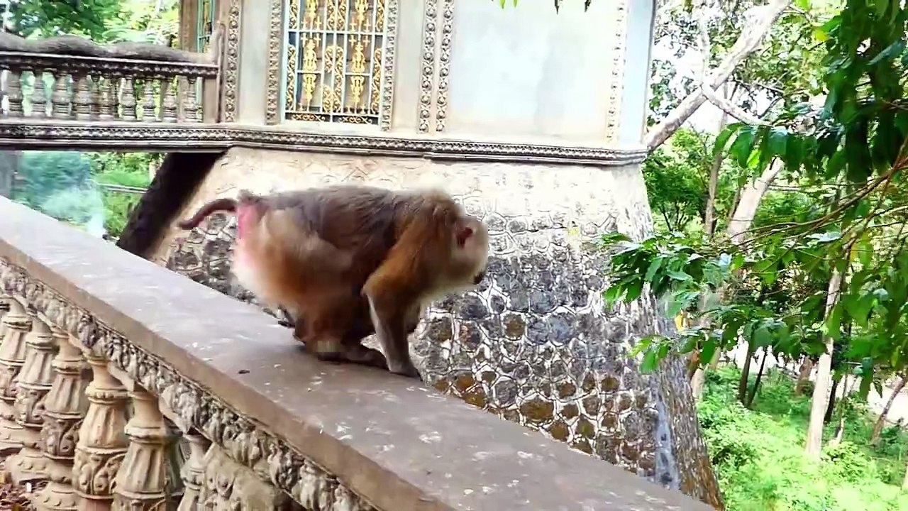 Sweet Mother Rozy Jumping Full Speed Toward The Tree With Tiny Baby Rockstar In Chest (720p_25fps_H264-192kbit_AAC)