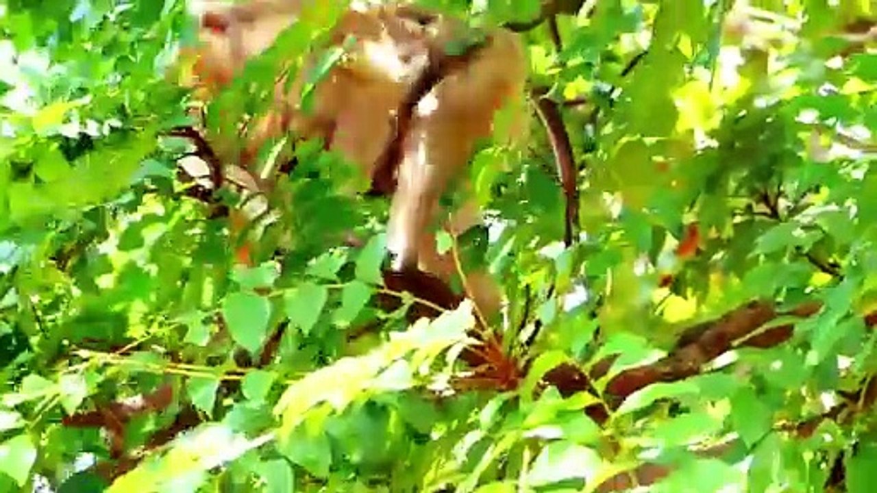 Sweetie mommy Molia rolling from tree branch with Monaco in chest, little baby hold mom with amazing (720p_25fps_H264-192kbit_AAC)