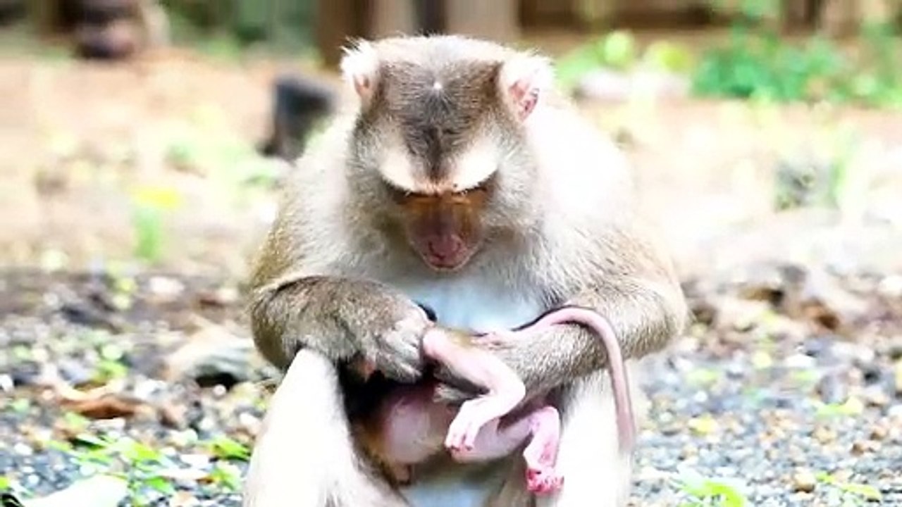 Sweetie Mommy Molia Sitting And Looking At Baby Newborn Playing On The Ground (720p_25fps_H264-192kbit_AAC)