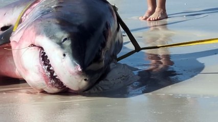 14-Foot Pregnant Great White Shark Washes Up On Florida Beach