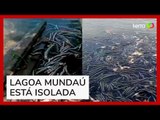Milhares de peixes aparecem mortos em lagoa onde mina da Braskem colapsou em Maceió