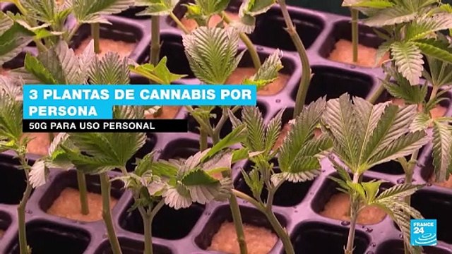 Alemania aprueba legalización de consumo y posesión de cannabis en pequeñas cantidades