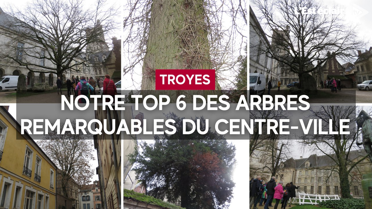 Notre top 6 des arbres remarquables présents da...