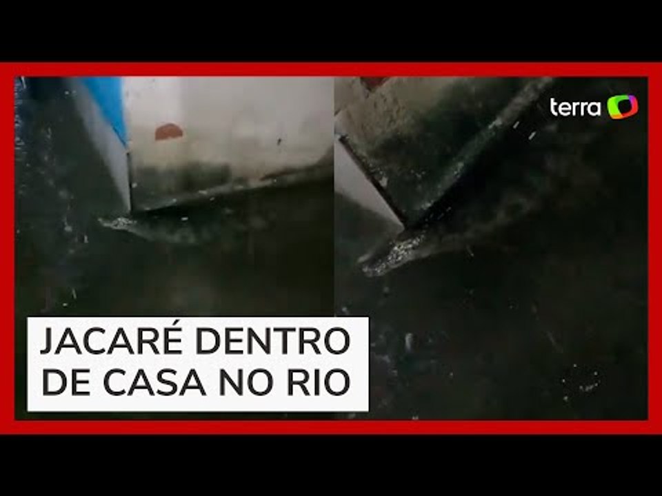 Mulher filma jacaré dentro de sua casa durante temporal no Rio de Janeiro