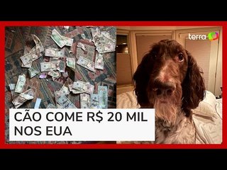 Cachorro come R$ 20 mil em dinheiro nos Estados Unidos