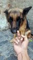 Wait for jimmy turn #viral #dog #realdog #doglover #adorabledog #dogowner #germanshepherd #puppy #shorts #gsd #like #bgmi #future #pubg