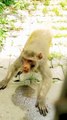 Danger Monkey Shorts, Monkey Shorts Video, Animals Video, Animal's Lovers, Indian Monkey #Animals#Wildanimals#Monkey
