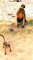 Viral Monkey Shorts, Monkey Shorts Video, Animal's Shorts, Funny Animals New Video #Animalsvideo#Monkeyvideo