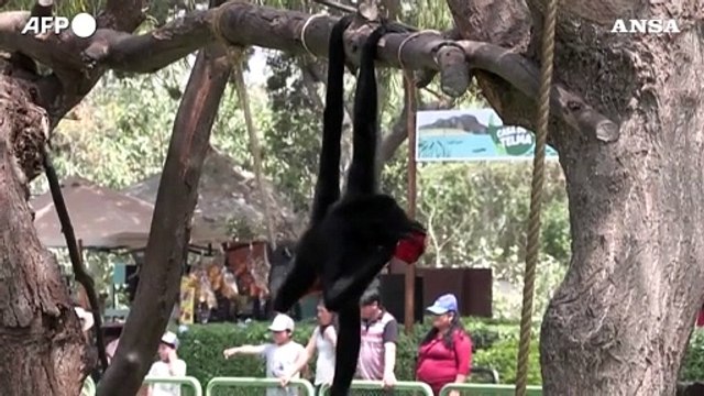 Peru', gli animali dello zoo di Lima mangiano frutta congelata contro il caldo