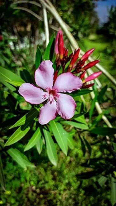 Güzel Havalar Orhan Veli Şiirleri - Seslendiren Cesur Çete