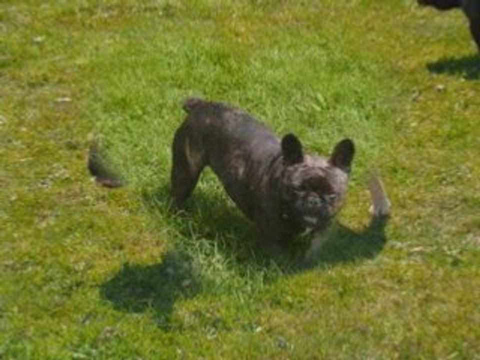 Les bouledogues français du Royaume Valyo