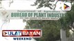 BPI, itinangging talamak ang pagpupuslit ng smuggled onions mula Holland sa Cagayan de Oro City