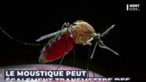 Une piqûre de moustique peut vous donner des érections (très) longues et incontrôlables