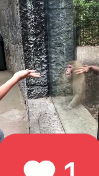 Monkey trick video 
