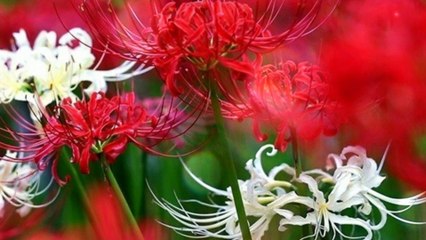 Vong xuyên 3 ngàn năm ta vẫn đợi - Nhạc Hoa lời Việt