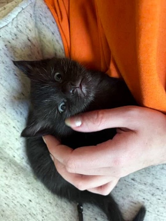 Un adorable petit chat dort avec des animaux de compagnie doux